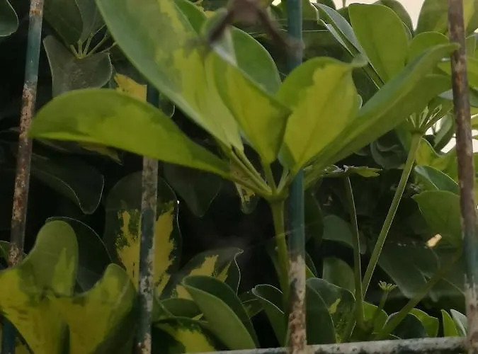 Wonderful Sea Views By Vapago Tenerife アパート *