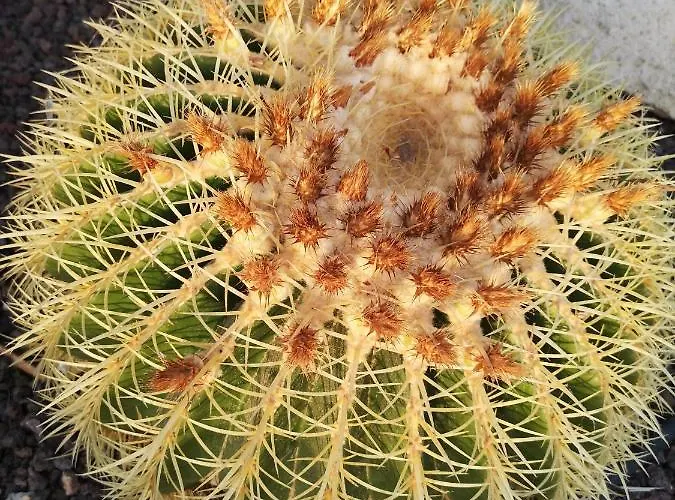 Wonderful Sea Views By Vapago Tenerife