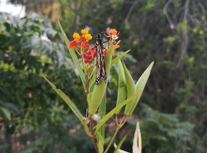 Daire Wonderful Sea Views By Vapago Tenerife Costa Del Silencio