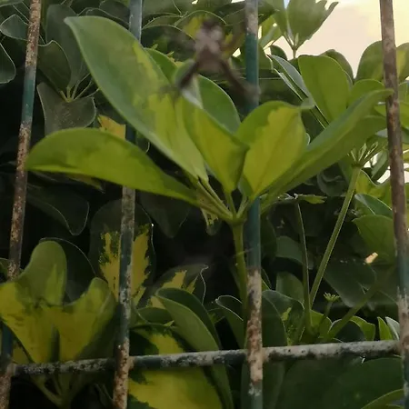 Wonderful Sea Views By Vapago Tenerife Lägenhet *