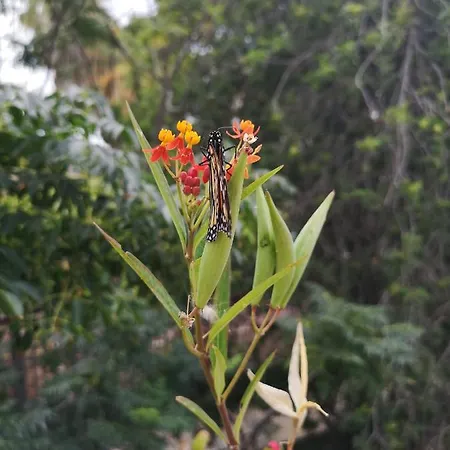 Daire Wonderful Sea Views By Vapago Tenerife Costa Del Silencio